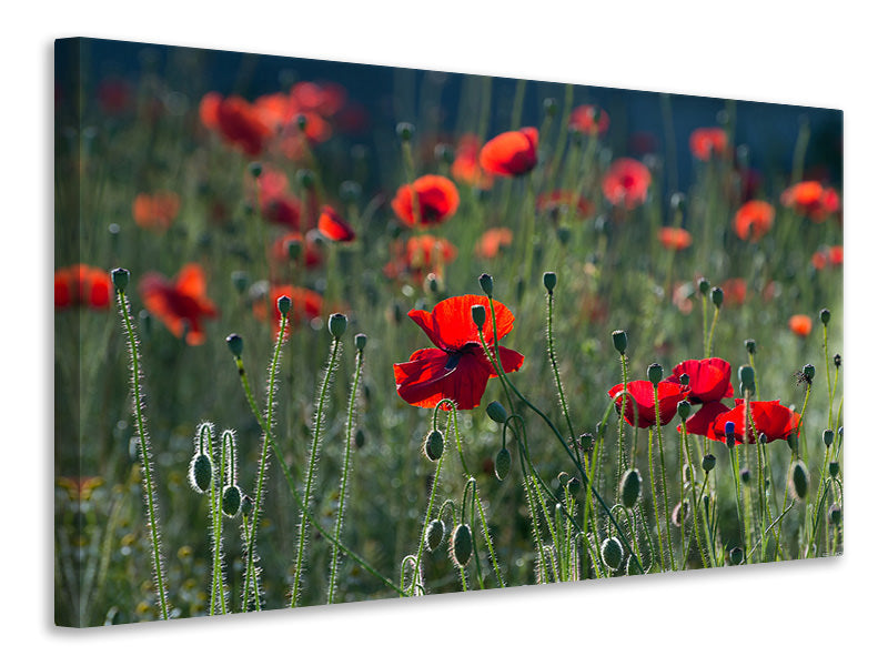 Canvas print Wild poppy