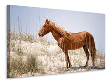 Load image into Gallery viewer, Canvas print Wild spanish Mustang
