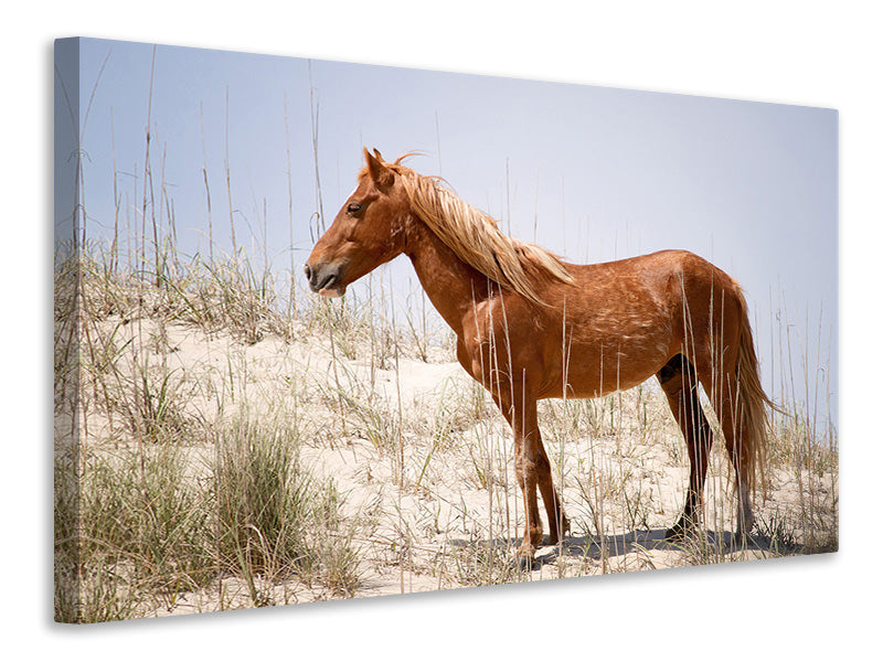 Canvas print Wild spanish Mustang