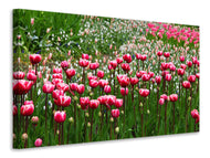 Canvas print Wild tulip field