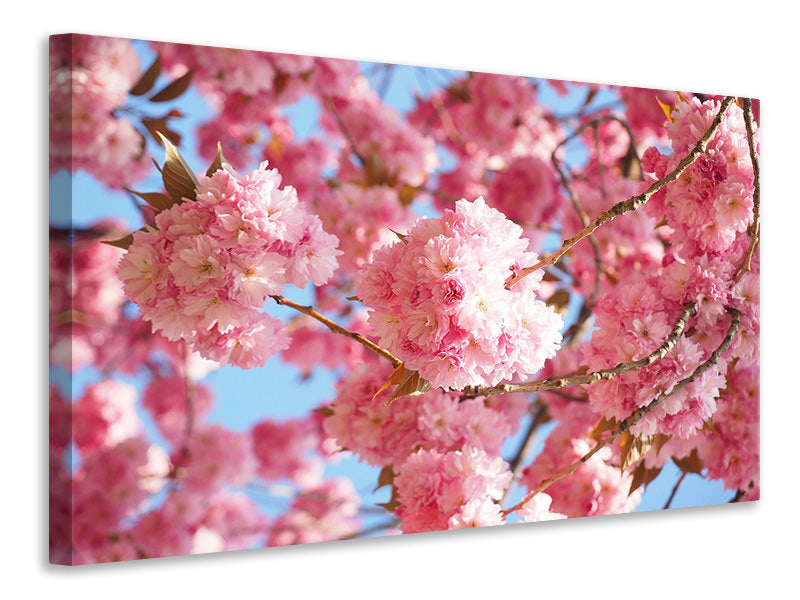 Canvas print Beautiful cherry blossoms