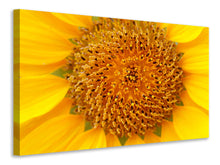 Load image into Gallery viewer, Canvas print Beautiful buds of the sunflower
