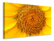 Canvas print Beautiful buds of the sunflower