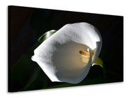 Canvas print Wonderful calla