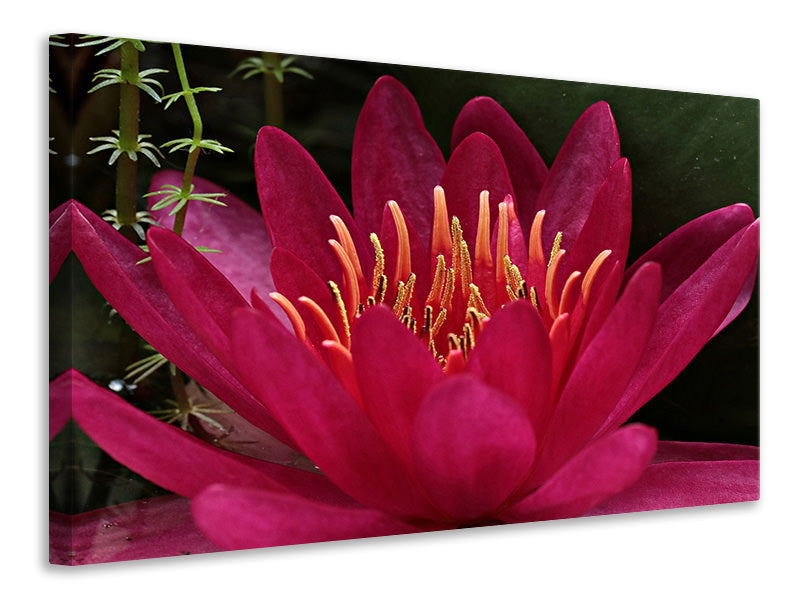 Canvas print Wonderful water lily