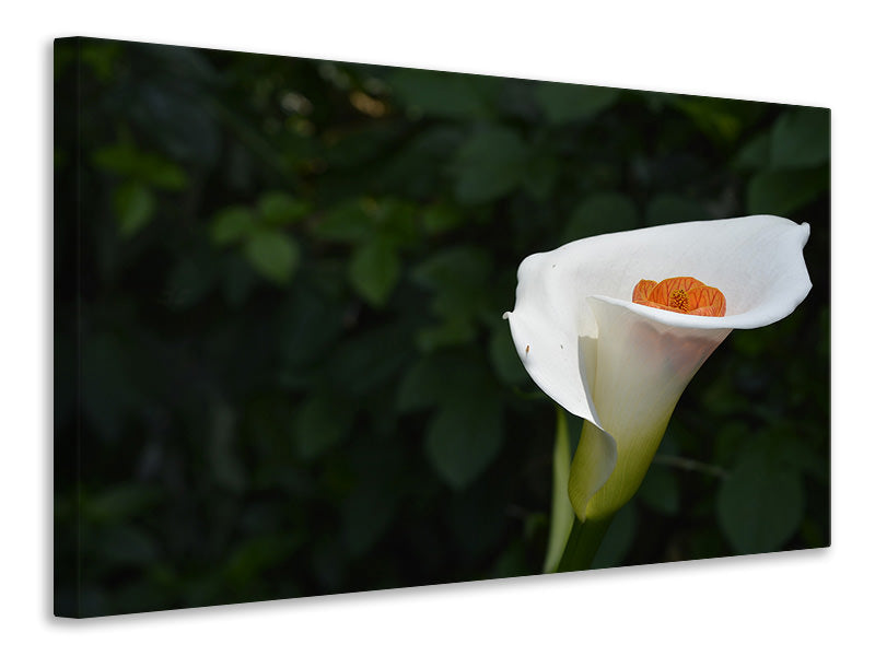 Canvas print XL Calla in white