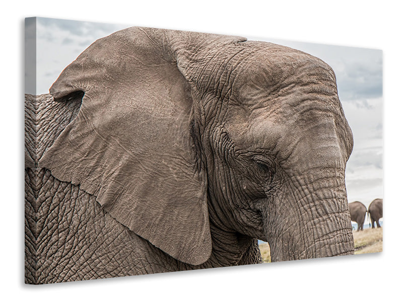 Canvas print XL elephant