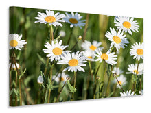 Load image into Gallery viewer, Canvas print XL daisies
