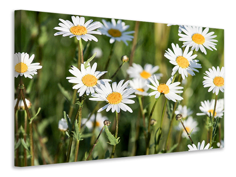 Canvas print XL daisies