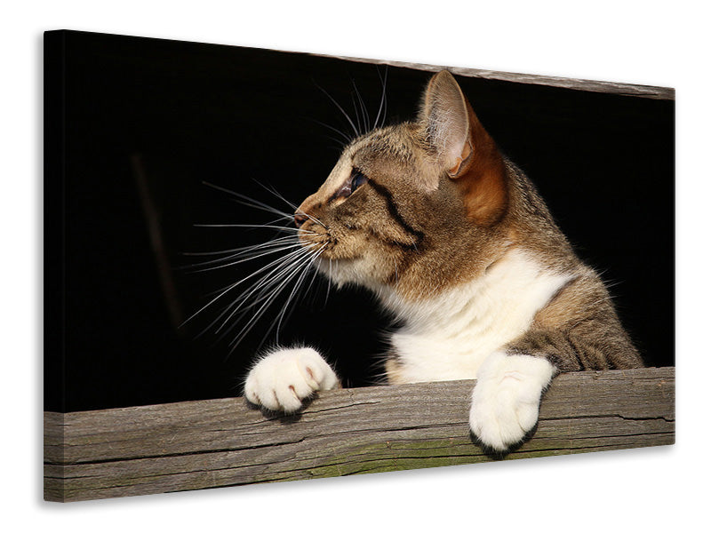 Canvas print XL cat