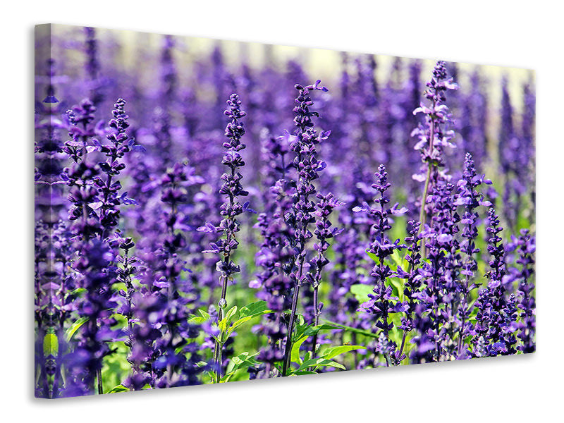 Canvas print XL lavender