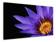 Canvas print XL water lily in purple