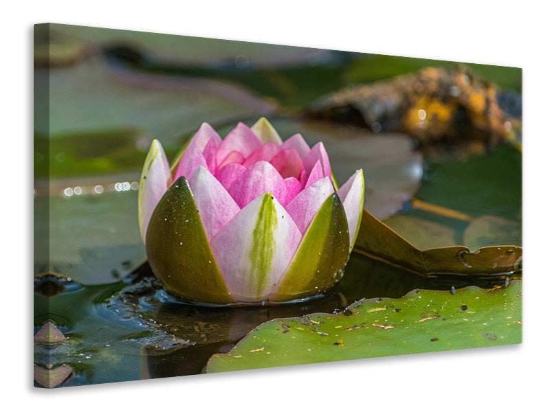 Canvas print XL water lily in pink