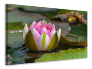 Canvas print XL water lily in pink