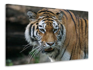 Canvas print XL Tiger