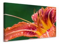 Canvas print XXL lily in orange