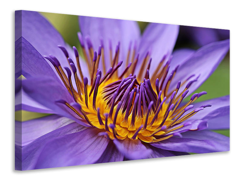 Canvas print XXL water lily in purple