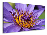 Canvas print XXL water lily in purple