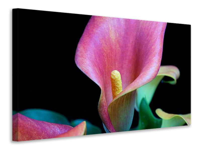 Canvas print Zantedeschien