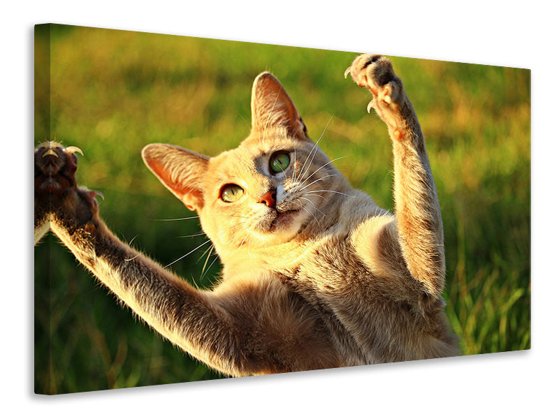 Canvas print Show the claws!