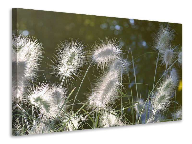 Canvas print Ornamental grasses in XL