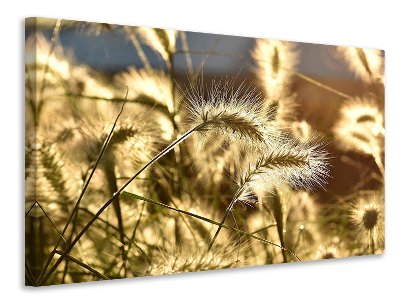 Canvas print Ornamental grass in the sunlight