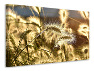 Canvas print Ornamental grass in the sunlight