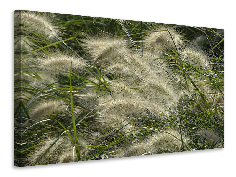 Canvas print Ornamental grass in the wind