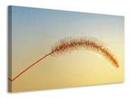 Canvas print Ornamental grass in XXL