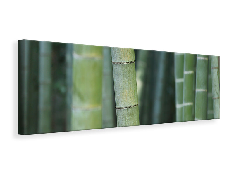 Panoramic Canvas Print Bamboo in XXL