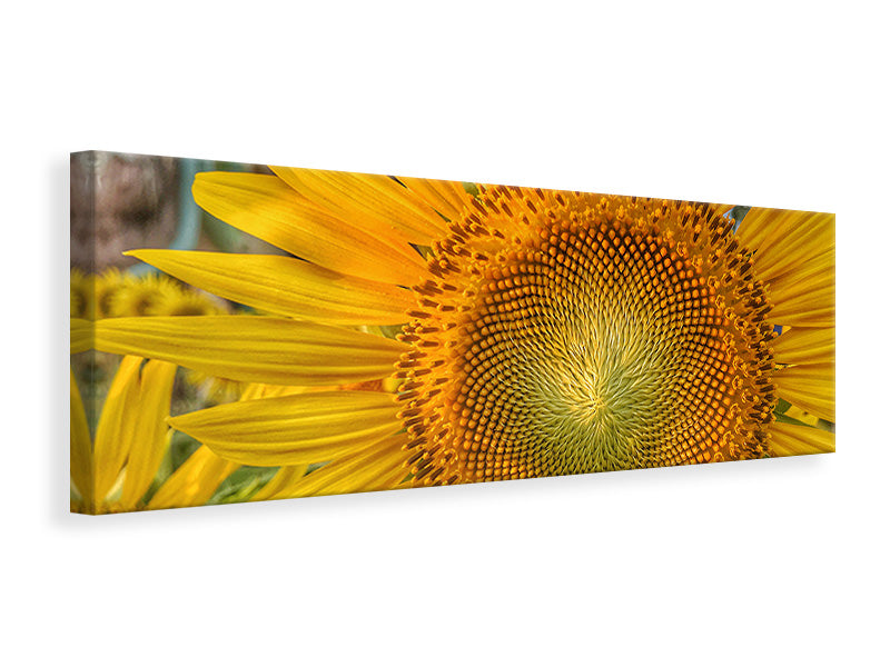 Panoramic Canvas Print Inflorescence of a sunflower