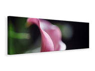 Panoramic Canvas Print Calla in purple