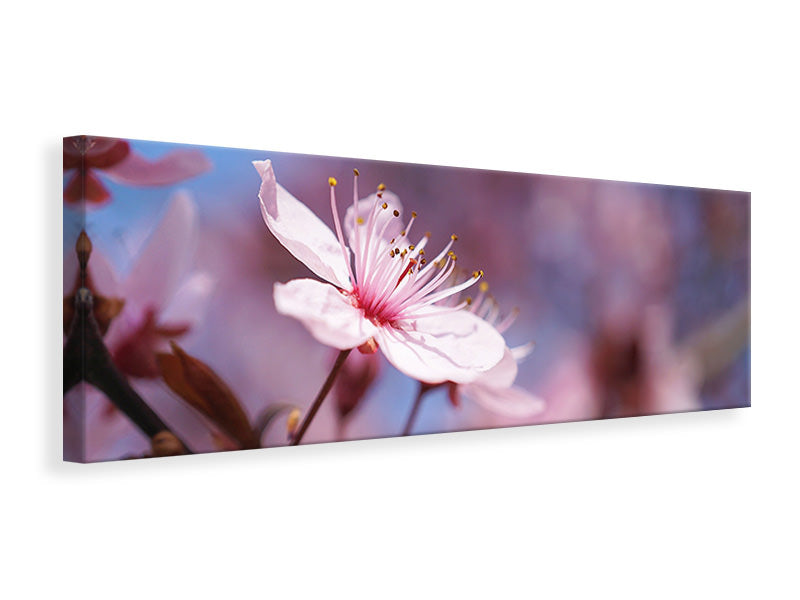 Panoramic Canvas Print Close up cherry blossom