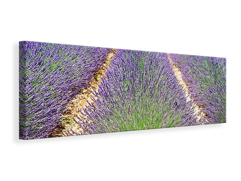 Panoramic Canvas Print The lavender field