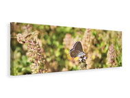Panoramic Canvas Print The blue