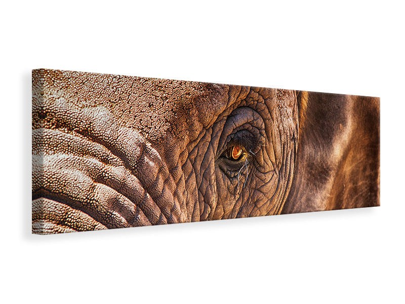 Panoramic Canvas Print The look of the elephant