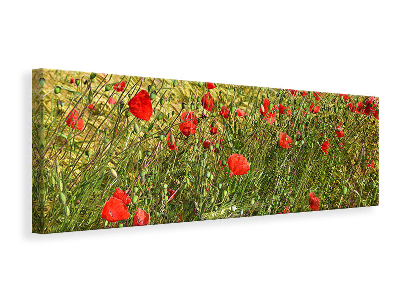 Panoramic Canvas Print The poppy in the wind