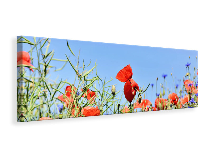 Panoramic Canvas Print The poppy in the flower meadow