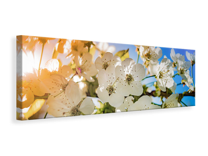Panoramic Canvas Print The apple tree blossom
