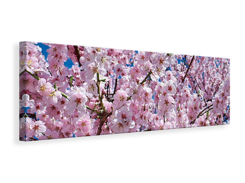 Panoramic Canvas Print The Japanese cherry