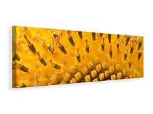 Load image into Gallery viewer, Panoramic Canvas Print The buds of the sunflower in XXL
