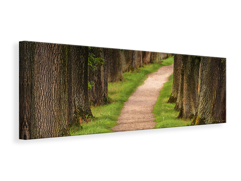 Panoramic Canvas Print A path in the forest