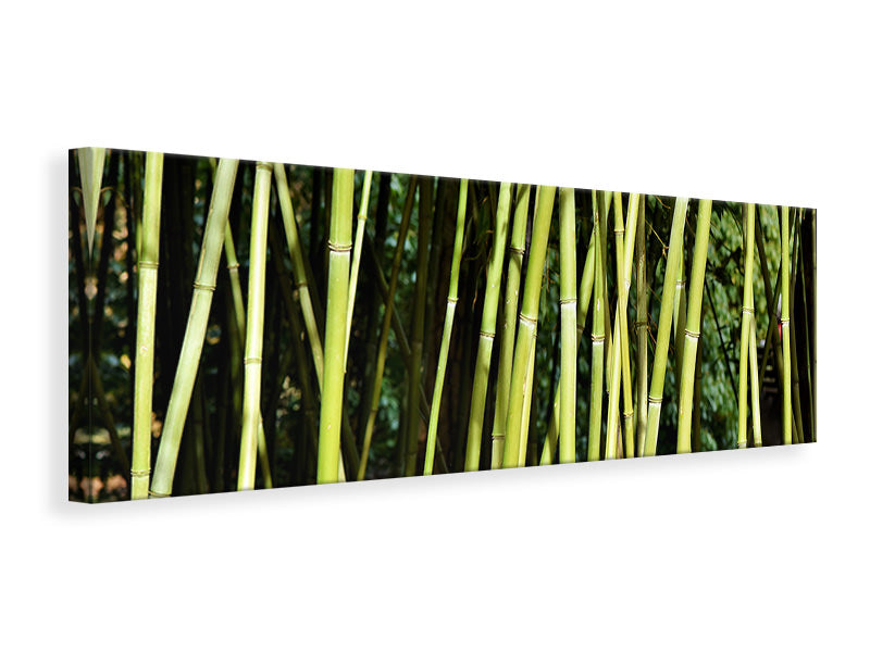 Panoramic Canvas Print Fresh bamboo