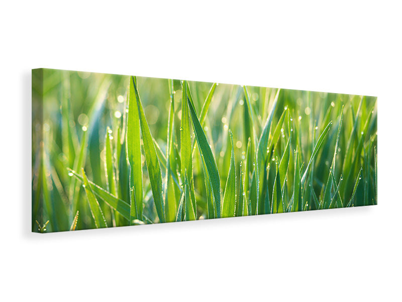 Panoramic Canvas Print Grass with morning dew XL