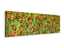 Load image into Gallery viewer, Panoramic Canvas Print hawkweeds

