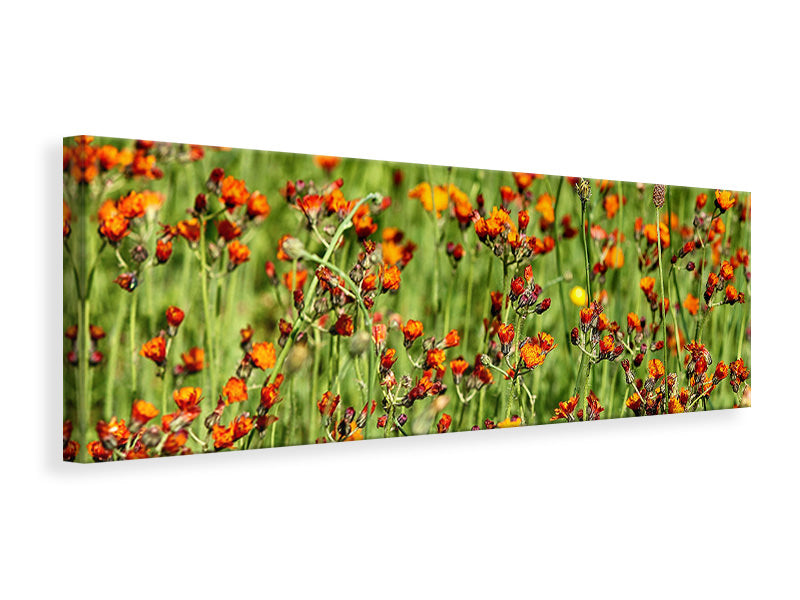 Panoramic Canvas Print hawkweeds