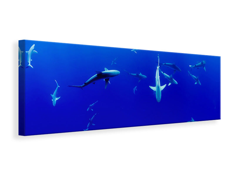 Panoramic Canvas Print In the shark tank