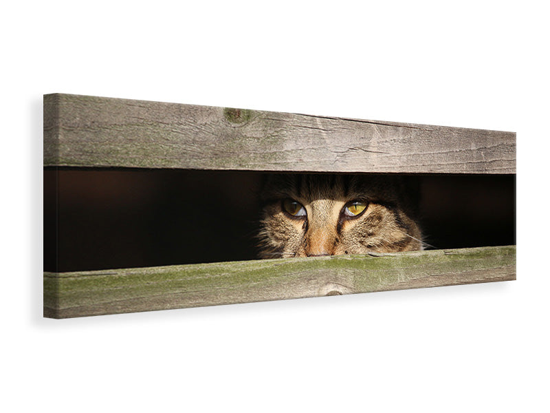 Panoramic Canvas Print Cat in hiding