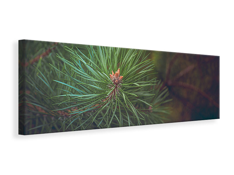 Panoramic Canvas Print Pine tree close up