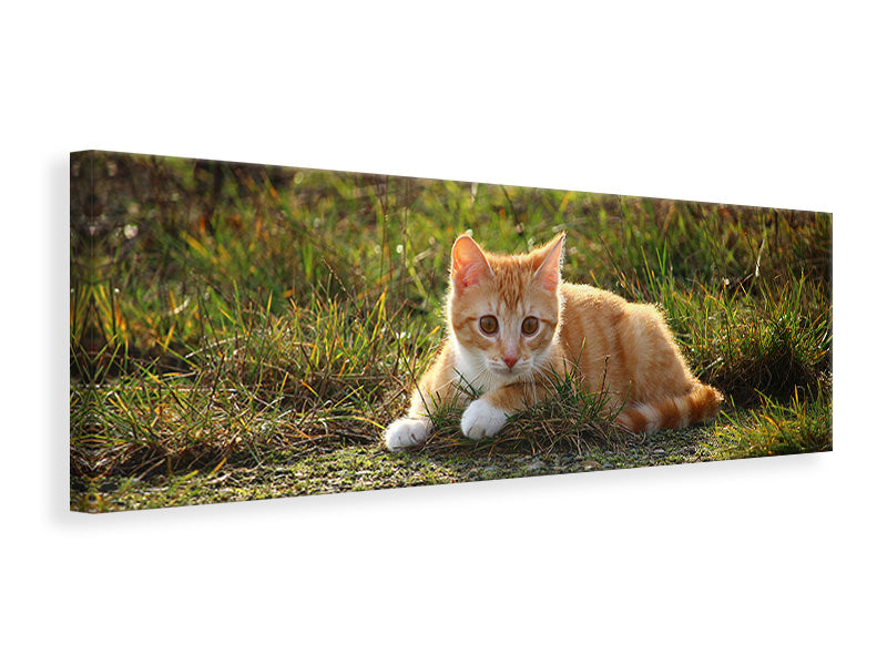 Panoramic Canvas Print Kitten in nature